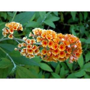    Butterfly Bush   Buddleia  Potted Sweet Aroma: Patio, Lawn & Garden