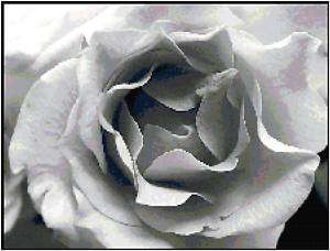 Black and White Rose Counted Cross Stitch Pattern Chart  