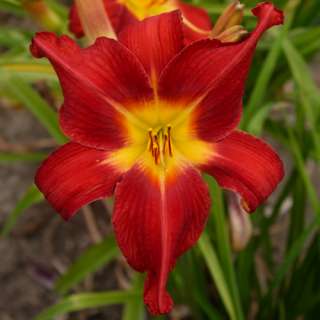 10 FANS OF BETSY ROSS WHOLESALE DAYLILY LOT  