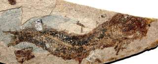 Clupea sp  Carpatian Oligocene Fossil Fish  