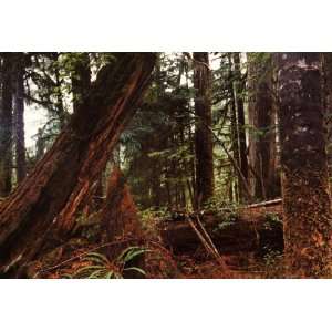 Temperate Rainforest Poster, British Columbia, Canada, Pacific 