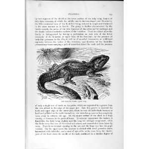  NATURAL HISTORY 1896 NEW ZEALAND TUATERA REPTILE PRINT 