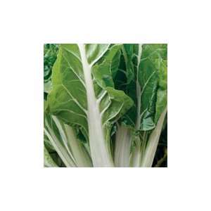  Witerbi Mangold Chard   pack Patio, Lawn & Garden