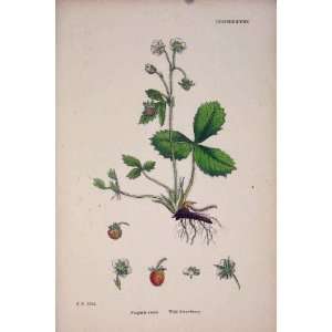   : Wild Strawberry Flower Fruit Plant Colour Old Print: Home & Kitchen