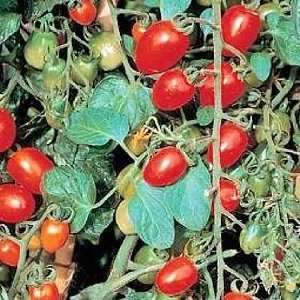  Sweet Olive Grape Tomato 8 Seeds Patio, Lawn & Garden
