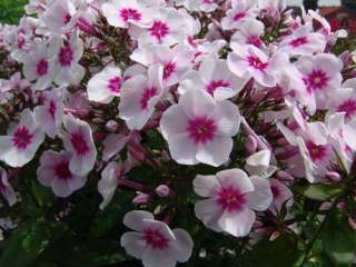 PHLOX SWIZZLE (SPRING PLANTING) NO. 1 SIZE 1 PERENNIAL  