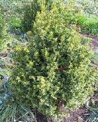 Harlandii Boxwood, 12 tall, well branched Lot of 10  