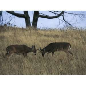  A Pair of White Tailed Deer Bucks Butting Heads 