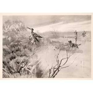  1906 Print Frank Southgate Shooting Snipe Hunting Dog Duck 