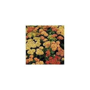  Achillea Strawberry Seduction™ PP#18,401 Perennial Plant 