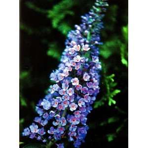  Lochinch Butterfly Bush   Buddleia   Soft Lavender/Blue 