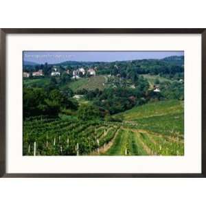  Vineyards along Kahlenburg Strasse, Near Wine Village of Nussdorf 