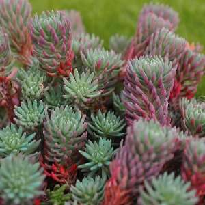  Sedum rupestre   Stonecrop: Patio, Lawn & Garden