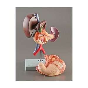  Altay Stomach and Upper Digestive Organs Model: Industrial 
