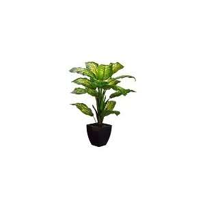 40 Dieffenbachia Plant 