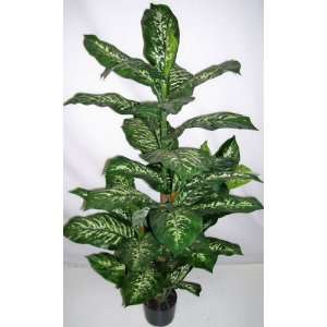  55 Silk Dieffenbachia Plant