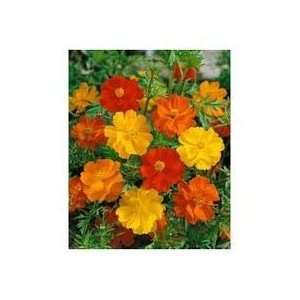  Todds Seeds   Cosmos (Sulphureus) Bright Lights Seed 