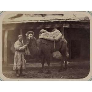  Central Asia,camel,pack saddle,transportation,c1865