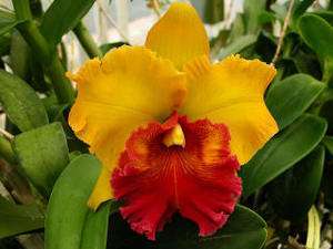 NBS BLC AROM GOLD MU GOLD/RED CATTLEYA Orchid Plant  