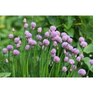  Chives Seed Packet Patio, Lawn & Garden