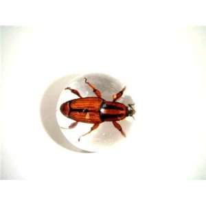   Embedment Marble w Snout Beetle Insect   Bug Inside: Toys & Games