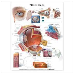  The Eye Anatomical Chart 20 X 26 Laminated Health 