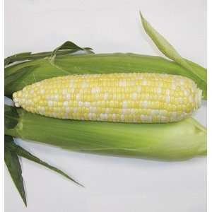   Corn Montauk (sy) (Zea mays) 80 Seeds per Packet Patio, Lawn & Garden