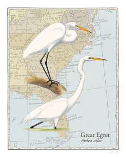 Great Egret Wildlife David Sibley Framed Picture Art  