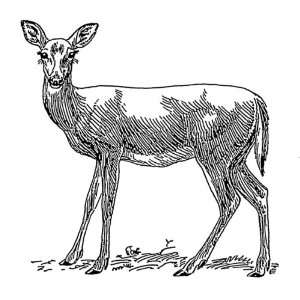   Clear Window Cling 6 inch x 4 inch Line Drawing Deer
