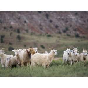  Sheep Herd on the Navajo Nation Reservation in Arizona 