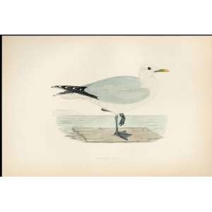  F O Morris Hand Coloured Birds Common Gull Antique Print 