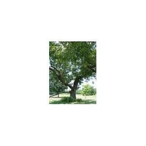  2 Nice Stewart Pecan trees Patio, Lawn & Garden