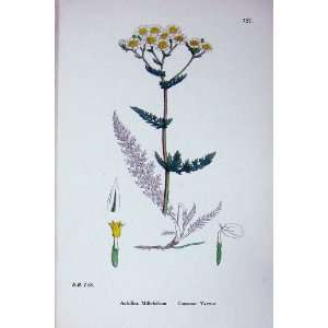    Sowerby Plants C1902 Common Yarrow Achillea Colour