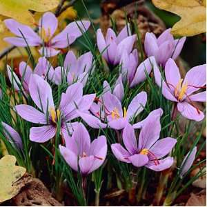  Saffron Crocus Bulbs Patio, Lawn & Garden