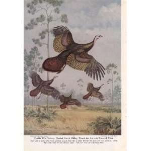  1949 Florida Wild Turkeys   Walter A. Weber Vintage Bird 