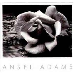  Ansel Adams   Rose and Driftwood Authorized Edition: Home 