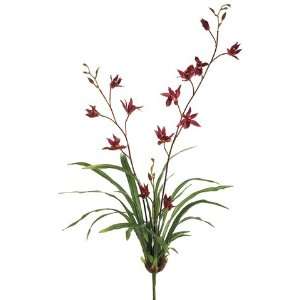  34 Dendrobium Orchid Plant w/Lvs. Burgundy Red (Pack of 4 