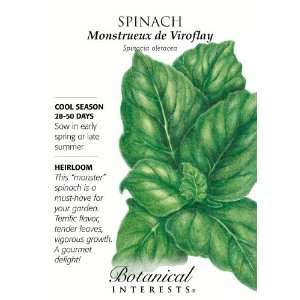  Monstrueux Viroflay Spinach Seeds   5 grams Patio, Lawn 