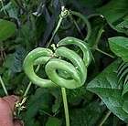   BEAN rare curly heirloom tasty productive CRAZY 15 seeds easy to grow
