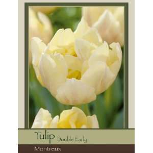  Honeyman Farms Tulip Double Early Montreux Pack of 50 