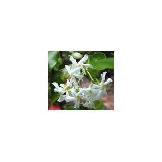 Jasmine Star Plant Jasminum Nitidum  FRAGRANT