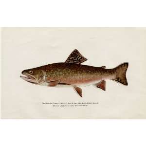  H H Leonard Trout Print   Brook Trout Fall Colors: Home 