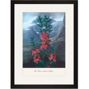   Framed/Matted Print 17x23, The Narrow Leaved Kalima