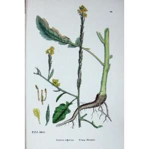 Botany Plants C1902 Hoary Mustard Brassica Adpressa