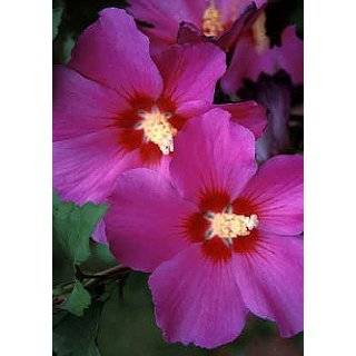   Hibiscus   Rose of Sharon   Proven Winner Patio, Lawn & Garden