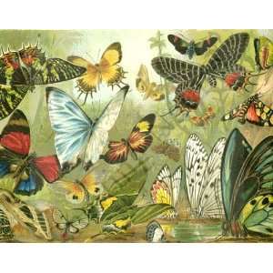  Botanical Victorian Print Butterflies