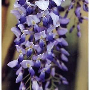   Purple Wisteria sinesis Seedling Live Plant Vine: Patio, Lawn & Garden