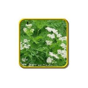  1 Oz   Anise Bulk Herb Seed Packet Patio, Lawn & Garden