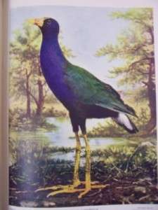 Birds and Nature LEATHER 5 Vols 1899 w/220 COLOR PLATES  