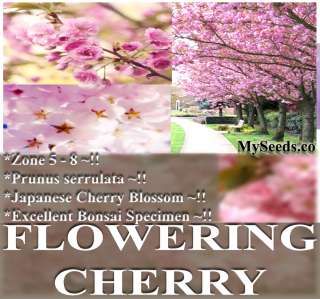   FLOWERING CHERRY Tree Seeds ~ Prunus serrulata Cherry Blossom  